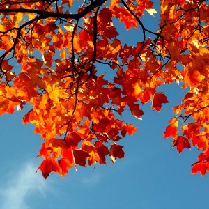 A maple tree offers praise.